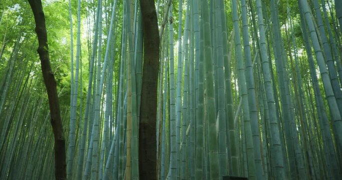 Pan left, stalks of bamboo in Arashiyama Bamboo Forest