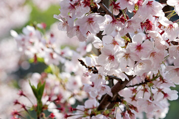 Close up photo of cherry blossoms in full bloom