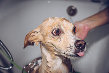 A young woman with a mask cuts the hair of a medium-sized brown dog