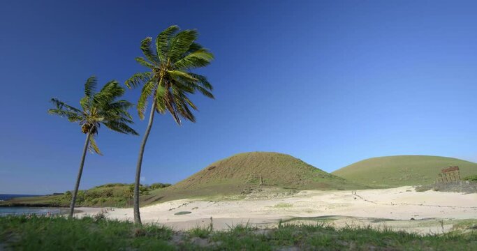 Low angle, palm trees on Easter Island beach