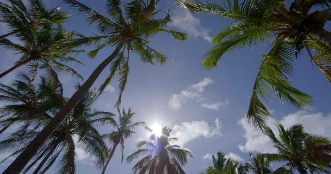 Tilt up, sun shines through palm trees on Easter Island