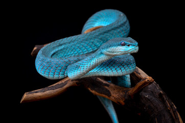pit viper
