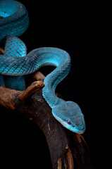 trimeresurus insularis