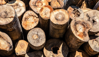 Beech trunks on the pile.