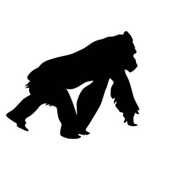 walking gorilla male (Gorilla gorilla) form profile, vector silhouette