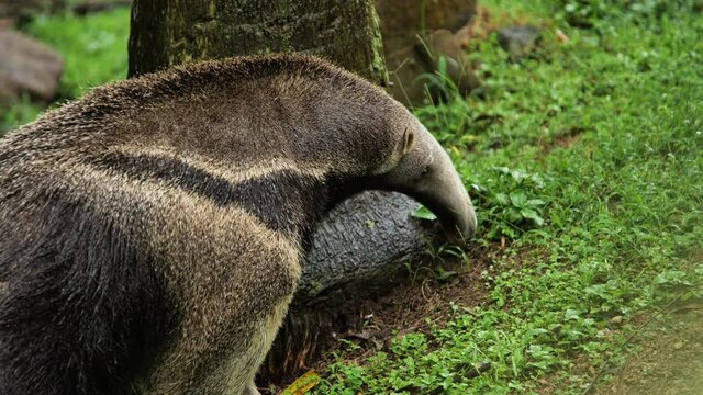 Giant anteater close up face Myrmecophaga tridactyla eating near a tree Martinique zoo