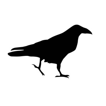 common raven (Corvus corax), bird walking from profile, vector silhouette isolated on white background