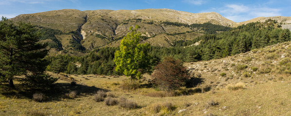 Fototapeta na wymiar un vallon en montagne avec des arbres colorés