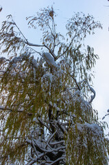snow-covered branches and trees in the city park