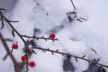 Covered with snow, clusters of red berries of a Cotoneaster horizontalis Decne, winter background.