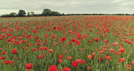 Aerial, red poppy field in Normandy