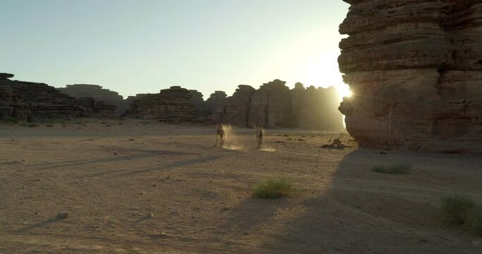 Camels in Saudi Arabia desert, wide