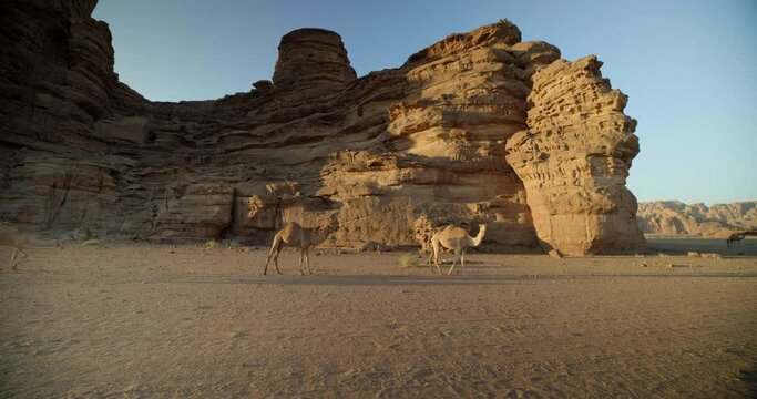 Saudi Arabia camels walk through desert at sunset, wide