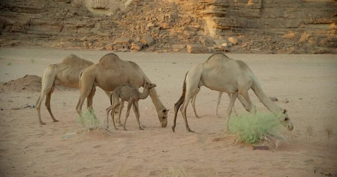 Family of camels in Saudi Arabia desert, wide