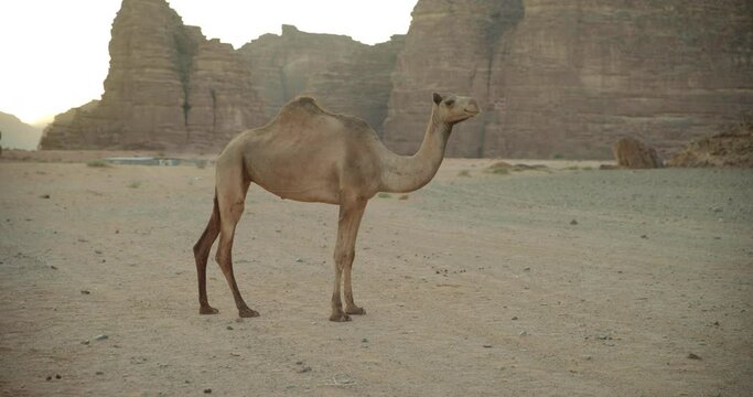 Wide, camel in desolate Saudi Arabia desert