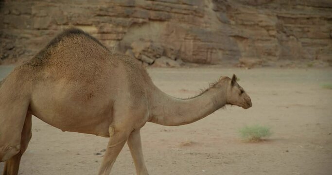 Close up, camel grazes in Saudi Arabia desert