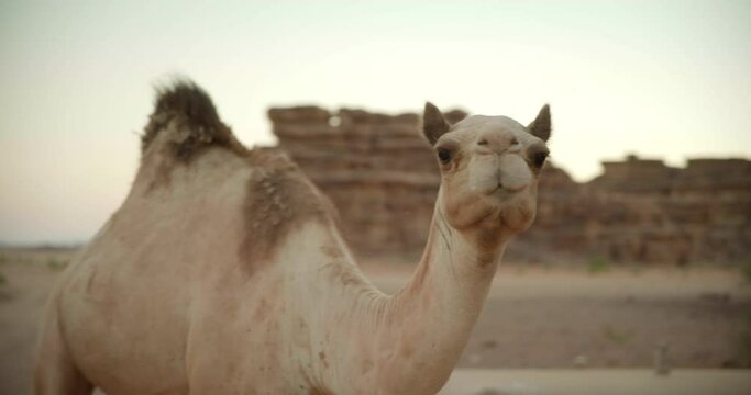 Close up, camel in Saudi Arabia desert