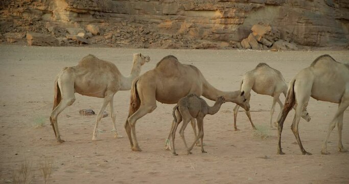 Herd of camels in Saudi Arabia, wide