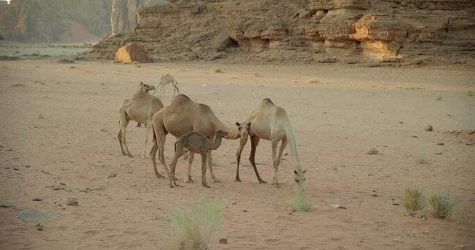Wide, family of camels in Saudi Arabia desert