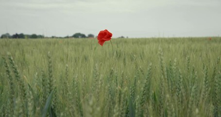 Red poppy flower in Normandy field, close up