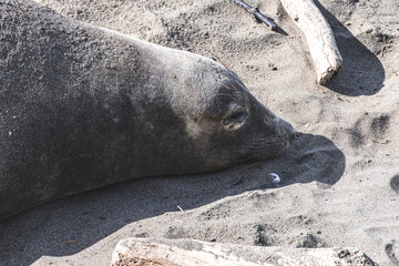 Sleeping Elephant Seal