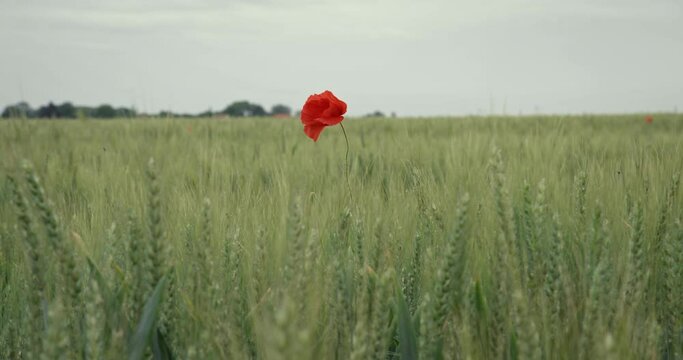 Red poppy flower in Normandy field, close up