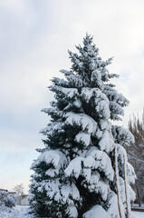 Green fluffy fir tree in the snow