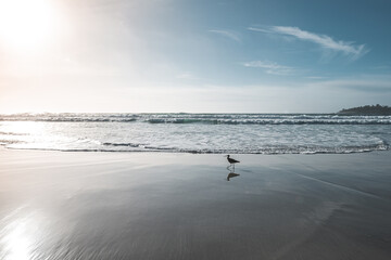 A Sandpiper is Walking on Carmel Beach