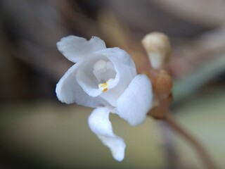 The exotic flower with a natural background. Macro shot white flower