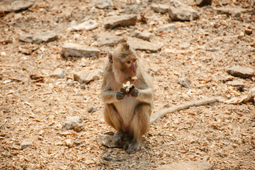 Young monkey eating banana in Thailand. Hungry monkey sitting on ground and eating fruit.
