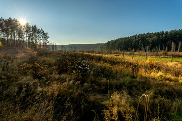 sunset in the forest