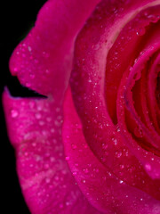 drops on roses. Abstract flower with pink rose on black background - Valentines, Mothers day, anniversary, condolence card. Beautiful rose. close up roses . red kamala 