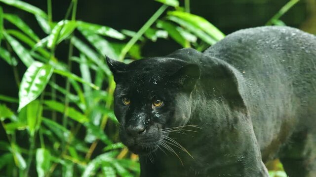 Black panther melanistic color face portrait Martinique zoo green vegetation background