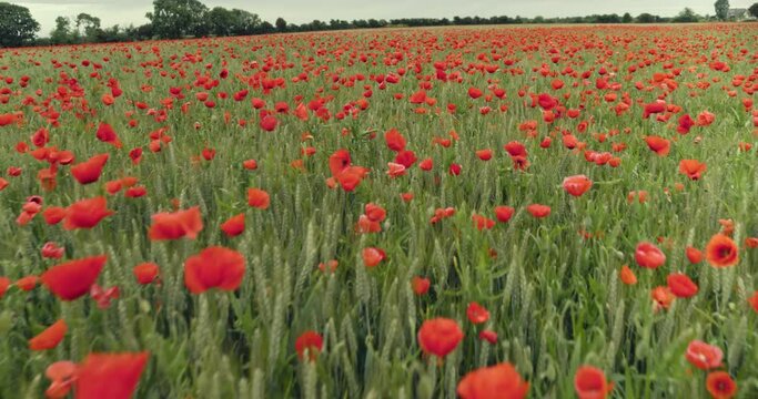 Tilt up, red poppy field in Normandy