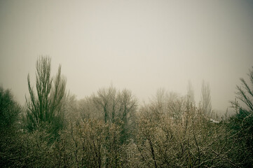 Obraz na płótnie Canvas Winter urban frosty landscape - snow covered trees on foggy background