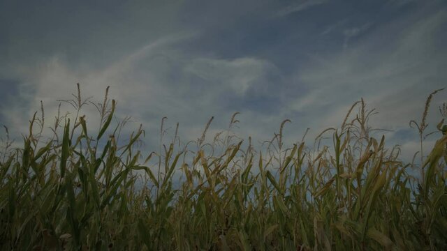 Rural cornfield in Utah, low angle