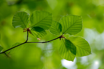 Junges, grünes, helles Blatt der Buche Fagus im Frühling.