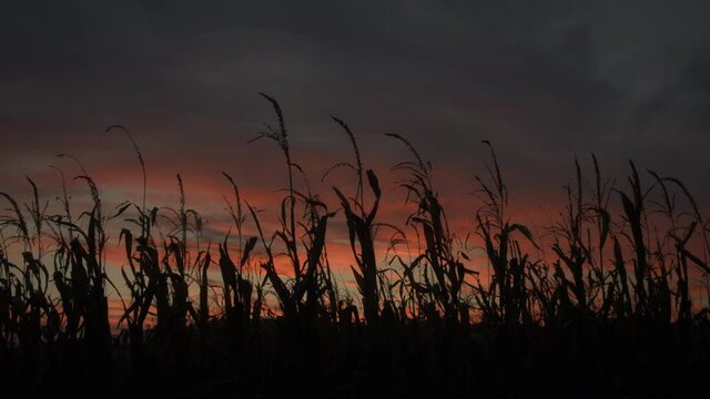 Low angle, cornfield at sunset