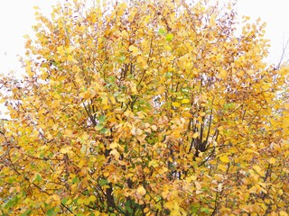 Obraz premium Blätterfall - gelber Haselnussstrauch im Herbstkleid 