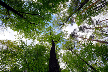 Wald mit großen Bäumen, Buchen aus der Froschperspektive im Frühling.