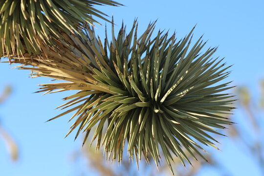 Up Close of Cactus on an Indian Reservation near Grand Canyon West by Las Vegas 