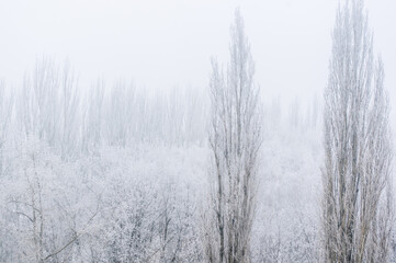 Obraz na płótnie Canvas Winter frosty landscape - snow covered trees on foggy background