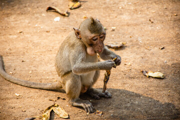Monkey eating banana in Thailand. Hungry monkey sitting on ground and eating fruit.