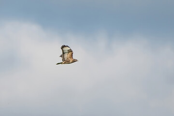 One common buzzard bird, bird of pray, buteo buteo, in flight against a blue and white sky