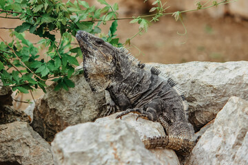 Brown wild lizard crawling on the stone. Very beautiful and large lizard. Disguise camouflaged animal.Lizard close up, macro photo, copy space, natural background. Exotic lizard warming up on rock.
