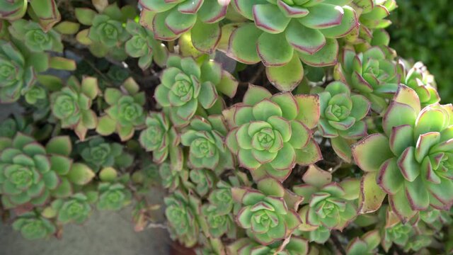 Rosette of leaves Aeonium arboreum with selective focus and soft sunlight, Green tree houseleek or Irish rose is a succulent, Subtropical subshrub in the flowering plant family Crassulaceae.