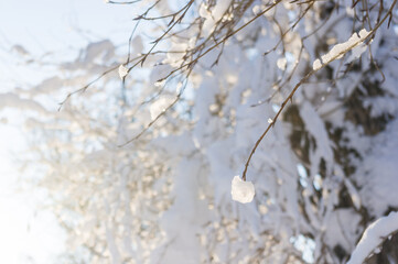 Winter landscape - snow and icicles on tree branches sparkle in the rays of the bright sun