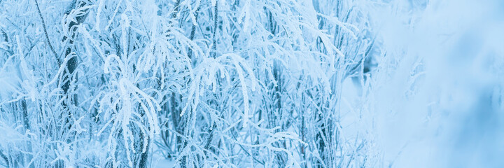 Snow and rime ice on the branches of bushes. Beautiful winter background with trees covered with hoarfrost. Plants in the park are covered with hoar frost. Cold snowy weather. Cool frosting texture.