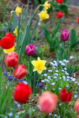 Bunte Blumen wie Tulpen, Narzissen, Traubenhyazinthe Muscari, Vergissmeinnicht Myosotis im Garten im Frühling.