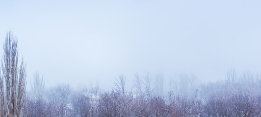 Winter urban frosty landscape - snow covered trees on foggy background